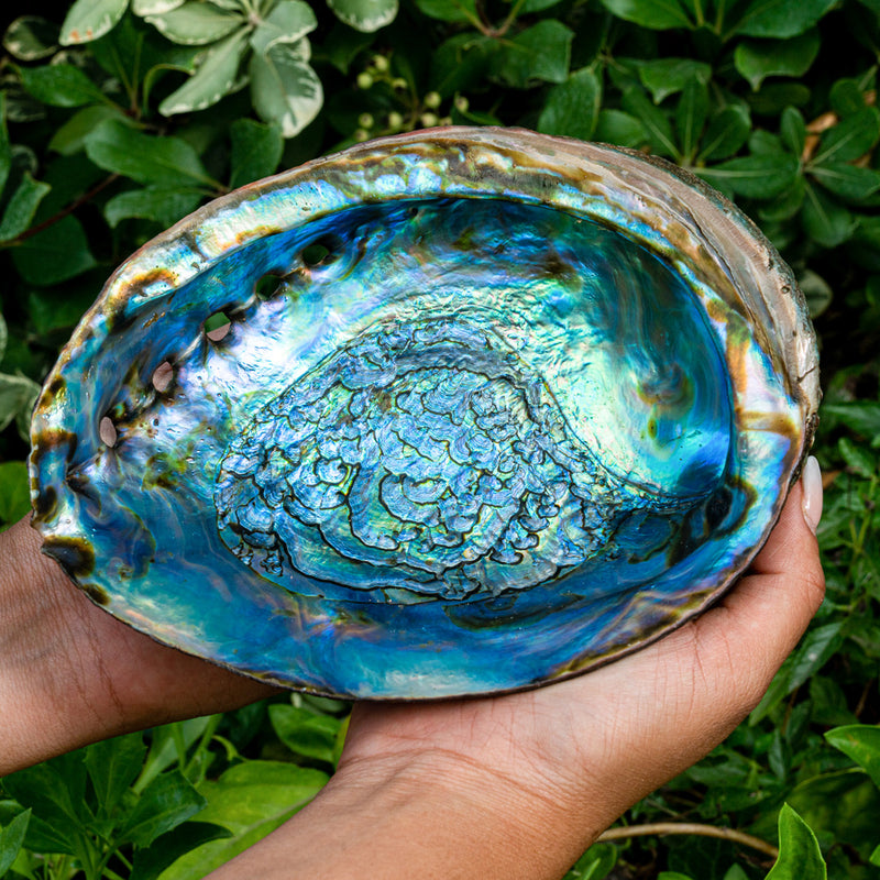 Hand Selected Abalone Shell 6-7" Inch